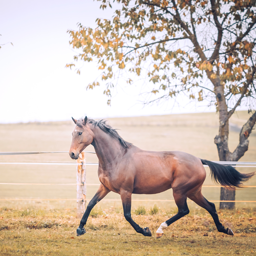 pferd_heilmethoden_sabrina_behrens